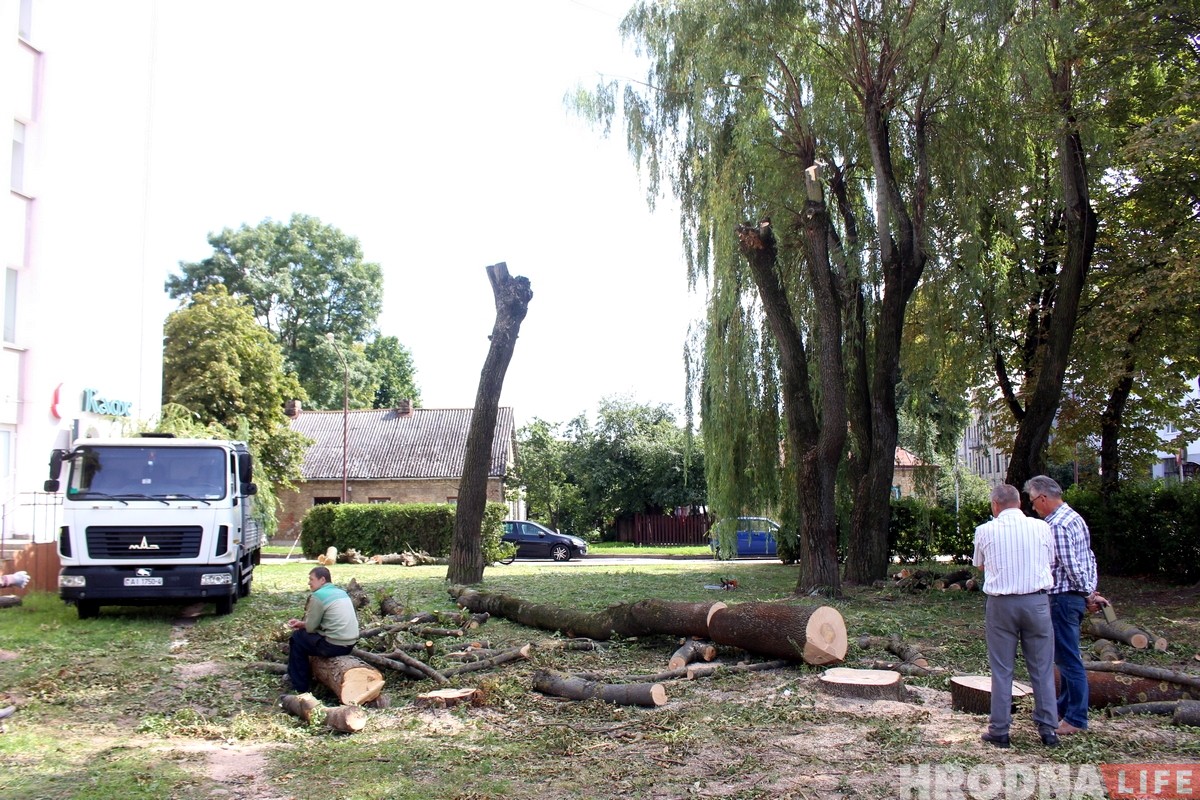 На Ваўковіча высякуць 14 старых дрэў. Мясцовыя жыхары абураныя