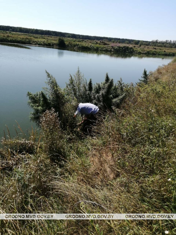 В Мостовском районе уничтожили почти пол гектара конопли