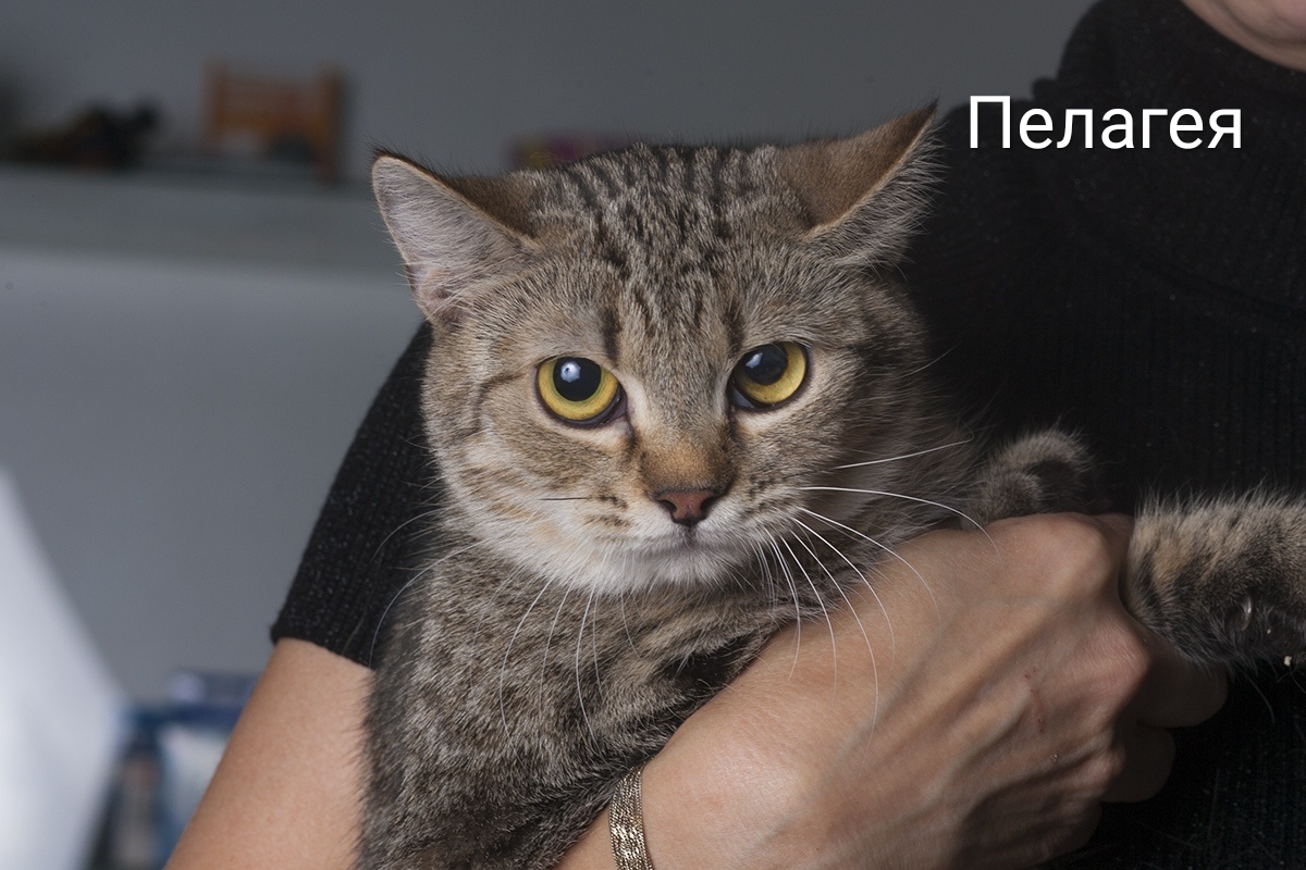 Жывёлы шукаюць дом: кошкі і сабакі ад 3 месяцаў да 3 гадоў чакаюць гаспадара і сябра