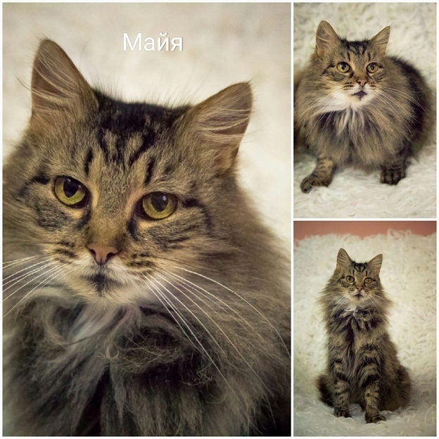 Жывёлы шукаюць дом: кошкі і сабакі ад 3 месяцаў да 3 гадоў чакаюць гаспадара і сябра