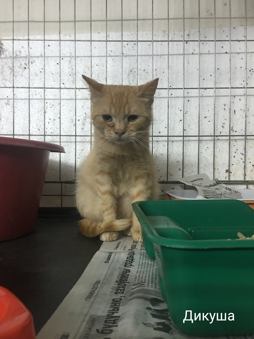 Жывёлы шукаюць дом: вось якія сабакі і коцікі чакаюць, калі вы іх прытуліце