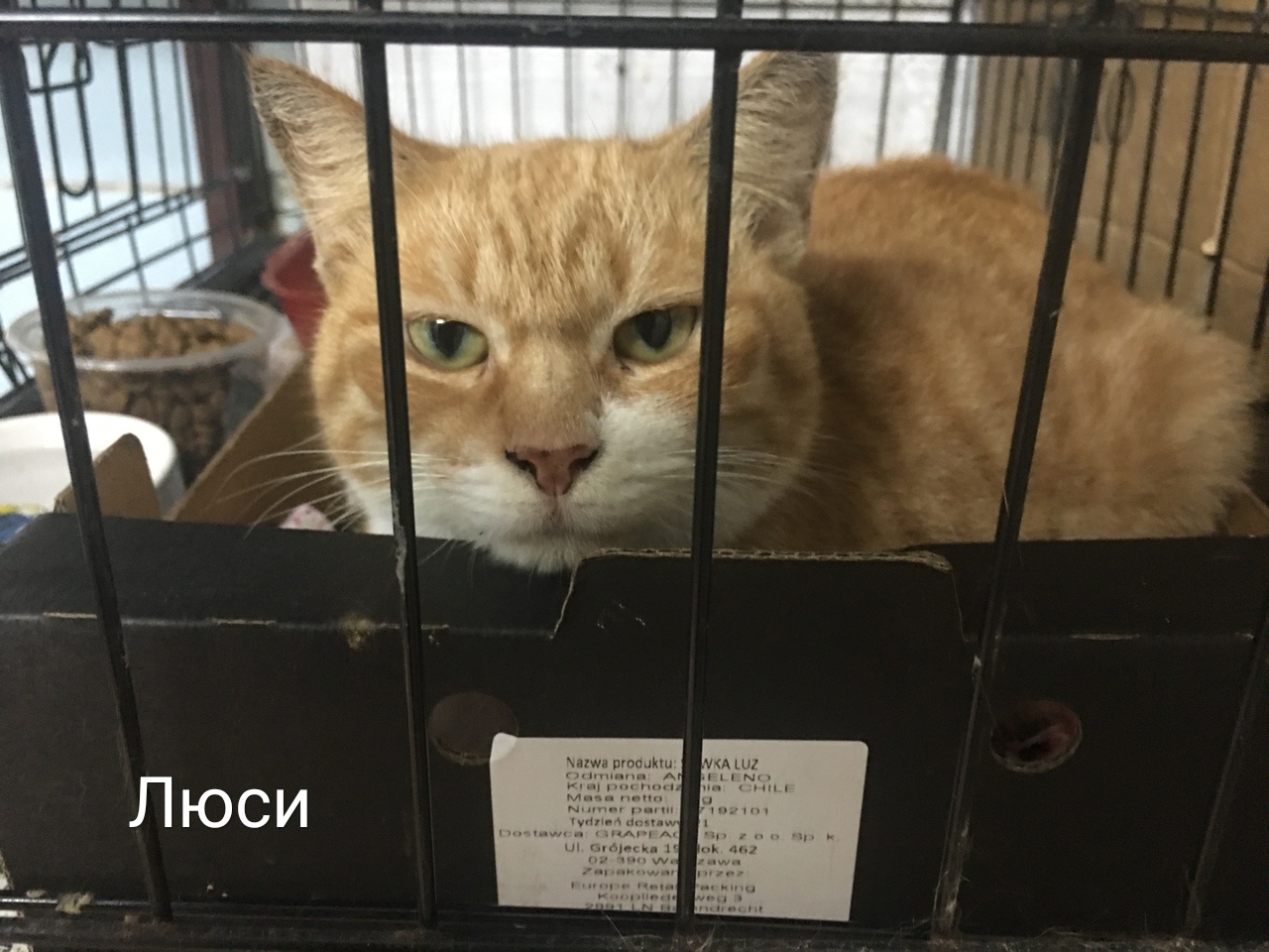 Жывёлы шукаюць дом: вось якія сабакі і коцікі чакаюць, калі вы іх прытуліце