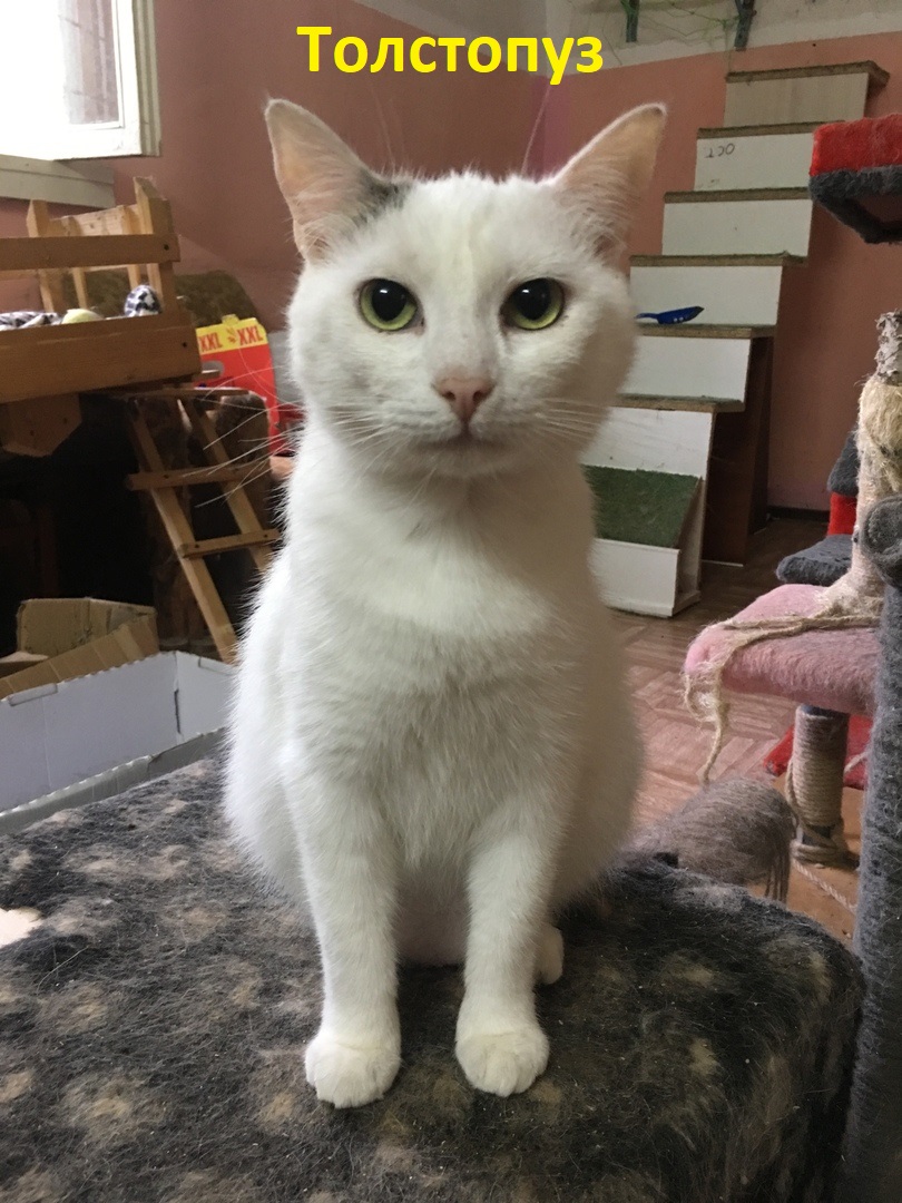 Животные ищут дом: собаки-охранницы и ласковые котики, которых вы можете взять к себе