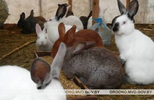 Гродзенскія валанцёры пяць гадзін капалі тунэль каб уратаваць сабаку Гродзенскія валанцёры пяць гадзін капалі тунэль каб уратаваць сабаку