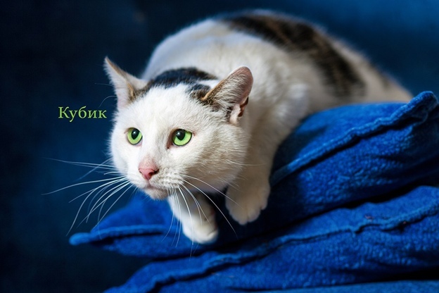 Животные ищут дом: выбирай кошку или собаку, которые очень хотят с тобой подружиться