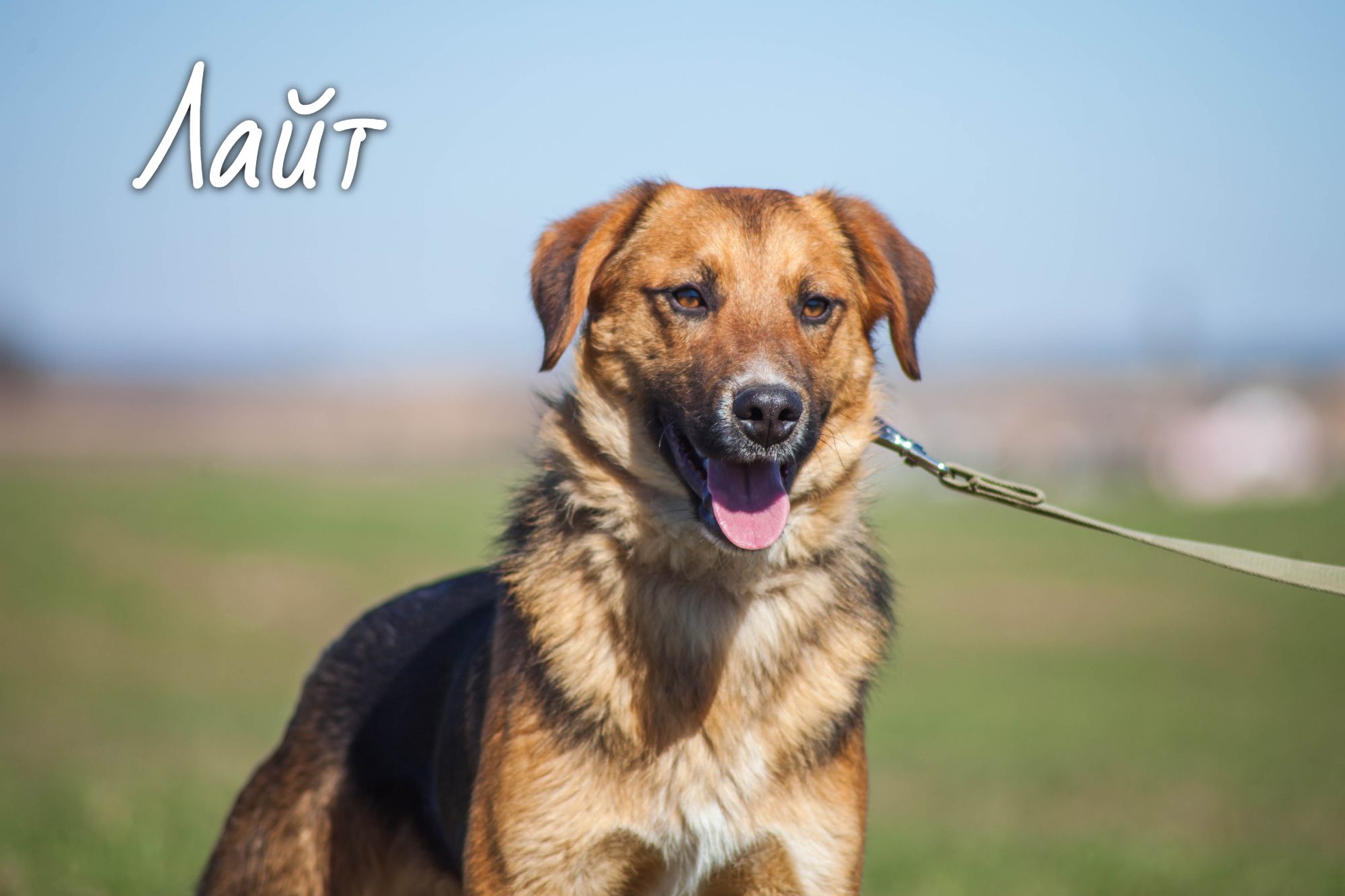 Животные ищут дом: выбирай кошку или собаку, которые очень хотят с тобой подружиться