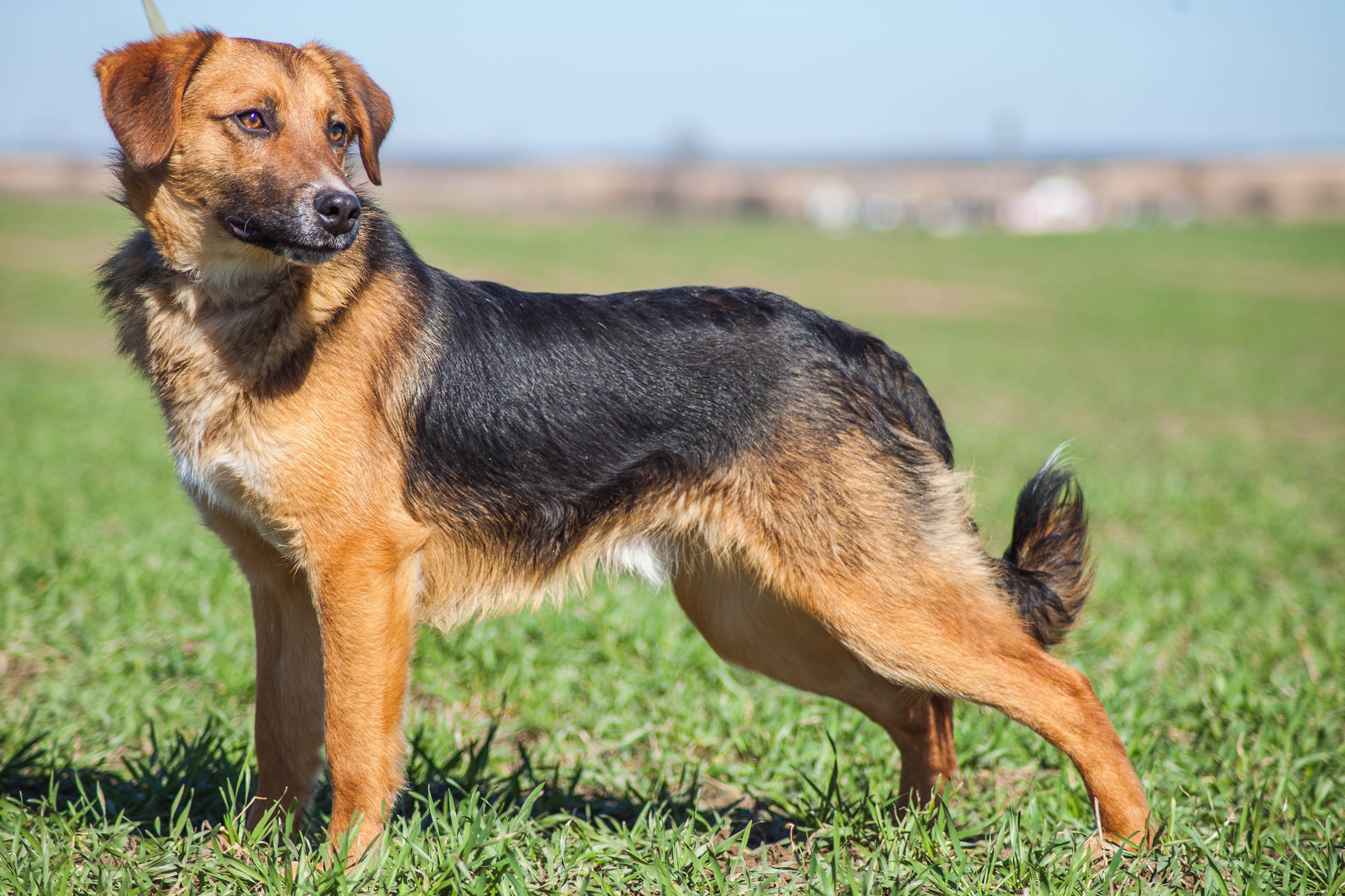 Жывёлы шукаюць дом: выбірай котку або сабаку, якія вельмі хочуць з табой пасябраваць Жывёлы шукаюць дом: выбірай котку або сабаку, якія вельмі хочуць з табой пасябраваць