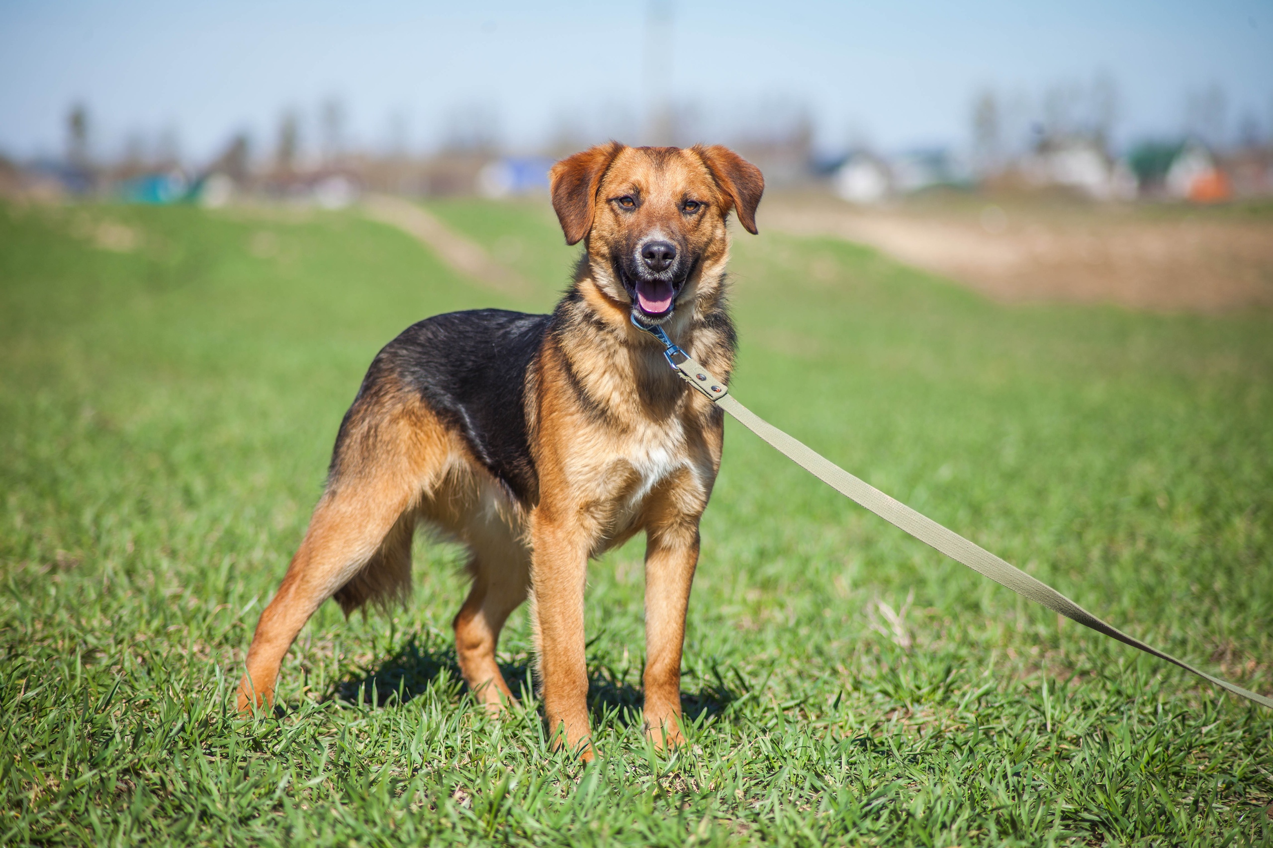 Жывёлы шукаюць дом: выбірай котку або сабаку, якія вельмі хочуць з табой пасябраваць Жывёлы шукаюць дом: выбірай котку або сабаку, якія вельмі хочуць з табой пасябраваць