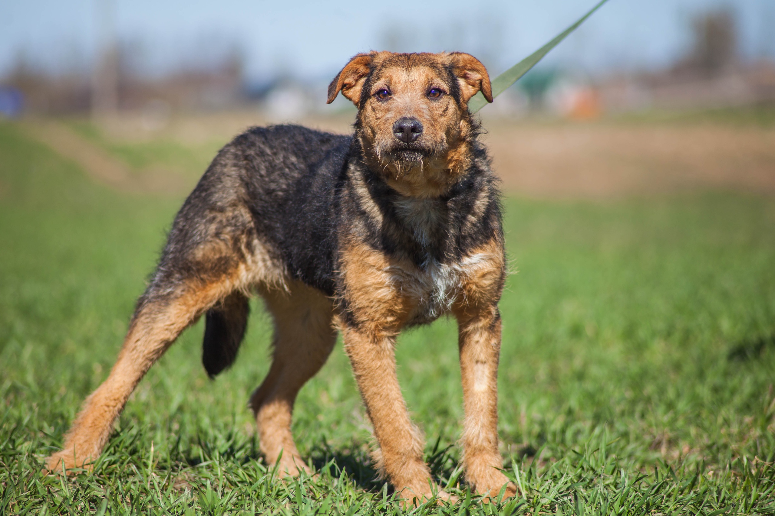 Жывёлы шукаюць дом: выбірай котку або сабаку, якія вельмі хочуць з табой пасябраваць Жывёлы шукаюць дом: выбірай котку або сабаку, якія вельмі хочуць з табой пасябраваць