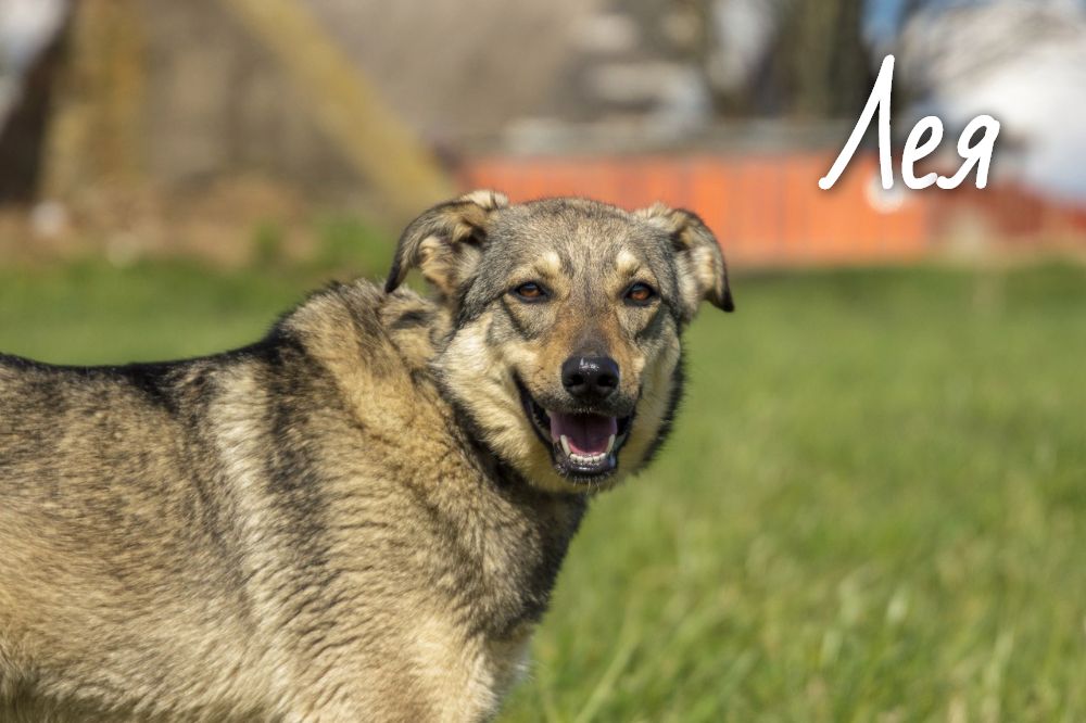 Животные ищут дом: собаки-охранницы и ласковые котики, которых вы можете взять к себе