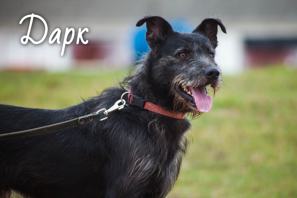 Жывёлы шукаюць дом: вось якія сабакі і коцікі чакаюць, калі вы іх прытуліце