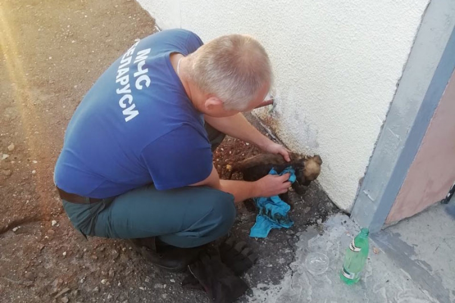 Под Волковыском спасли щенка, который едва не утонул в смоле, и теперь ищут для него хозяина