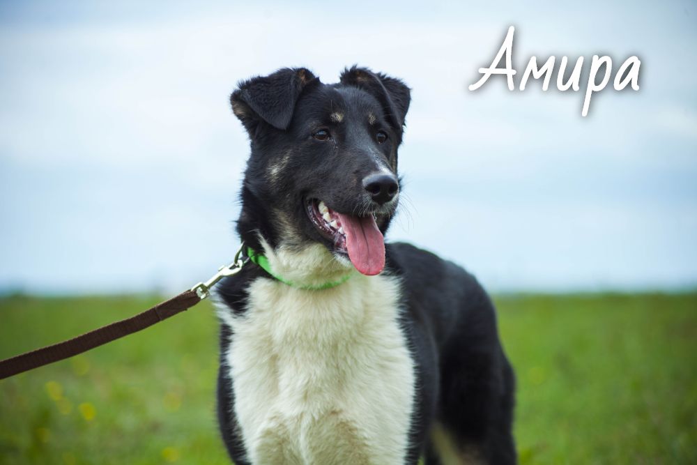 Жывёлы шукаюць дом: вось якія сабакі і коцікі чакаюць, калі вы іх прытуліце