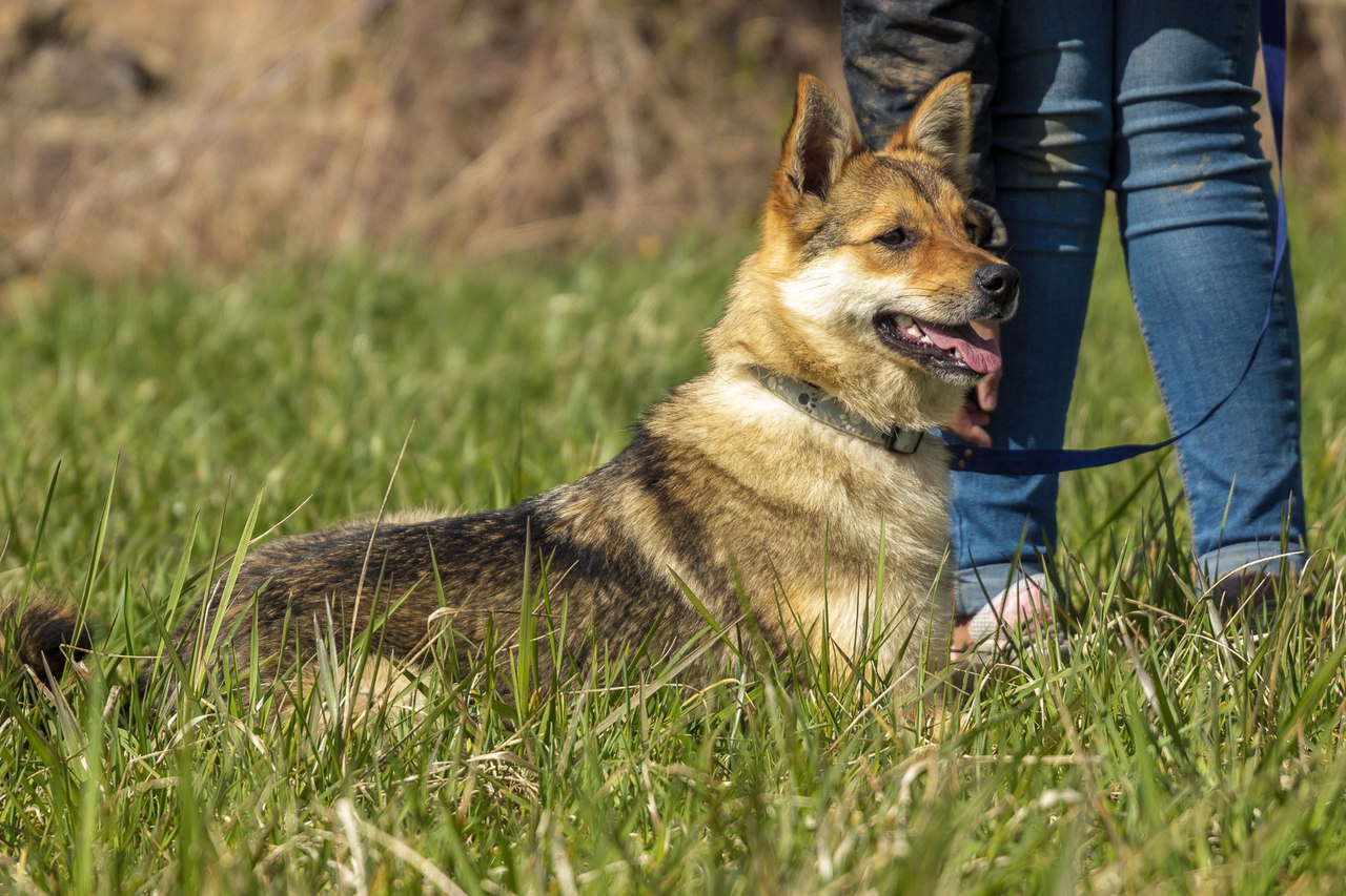 Жывёлы шукаюць дом: кошкі і сабакі ад 3 месяцаў да 3 гадоў чакаюць гаспадара і сябра