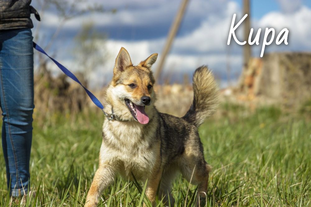 Жывёлы шукаюць дом: кошкі і сабакі ад 3 месяцаў да 3 гадоў чакаюць гаспадара і сябра