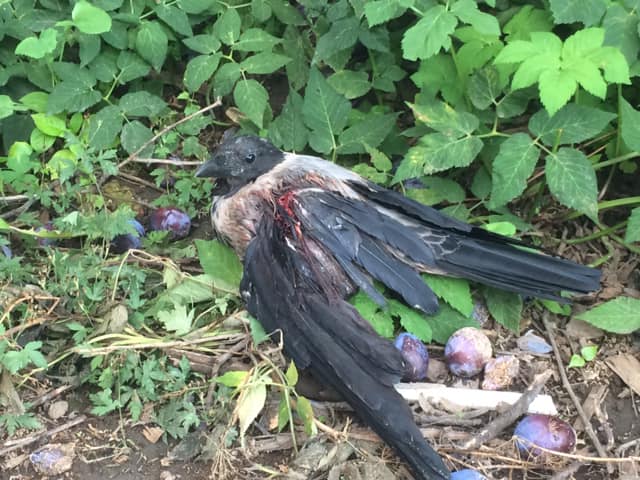 У Гродне невядомыя адстрэльваюць варон. Як іх абараніць? У Гродне невядомыя адстрэльваюць варон. Як іх абараніць?