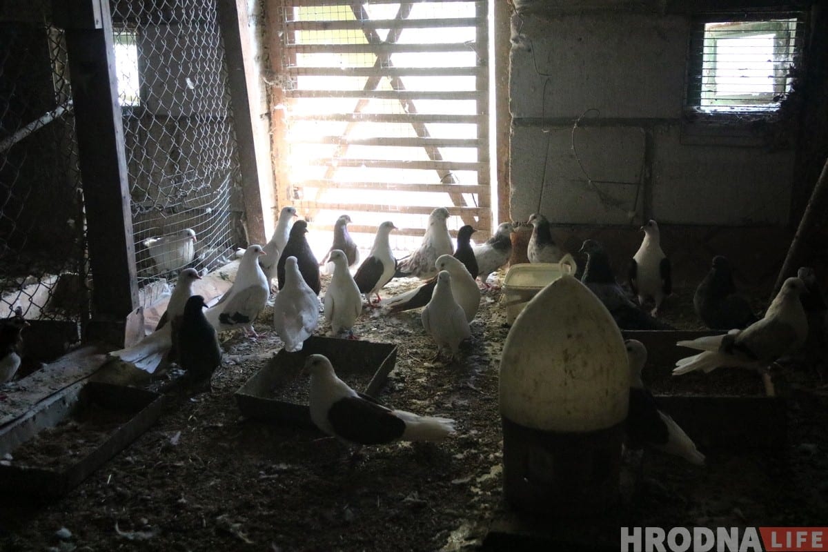 Гродненец 50 лет разводит голубей: «Раньше было модно, сейчас - занятие для души»