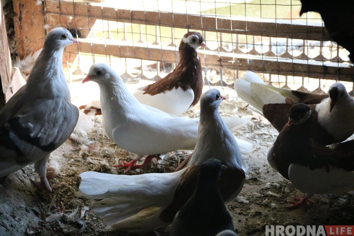 Гродненец 50 лет разводит голубей: «Раньше было модно, сейчас - занятие для души»