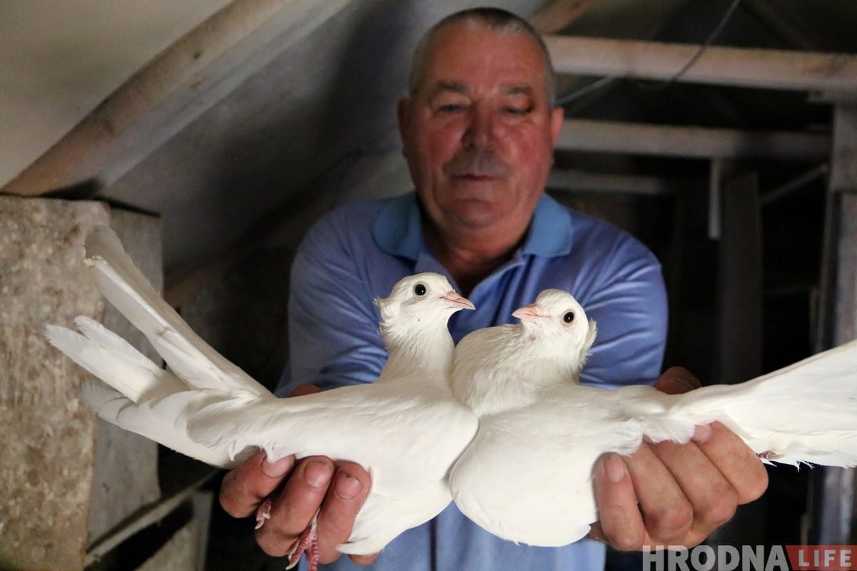 Гродненец 50 лет разводит голубей: «Раньше было модно, сейчас - занятие для души»