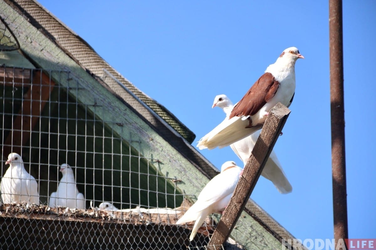 Гродненец 50 лет разводит голубей: «Раньше было модно, сейчас - занятие для души»