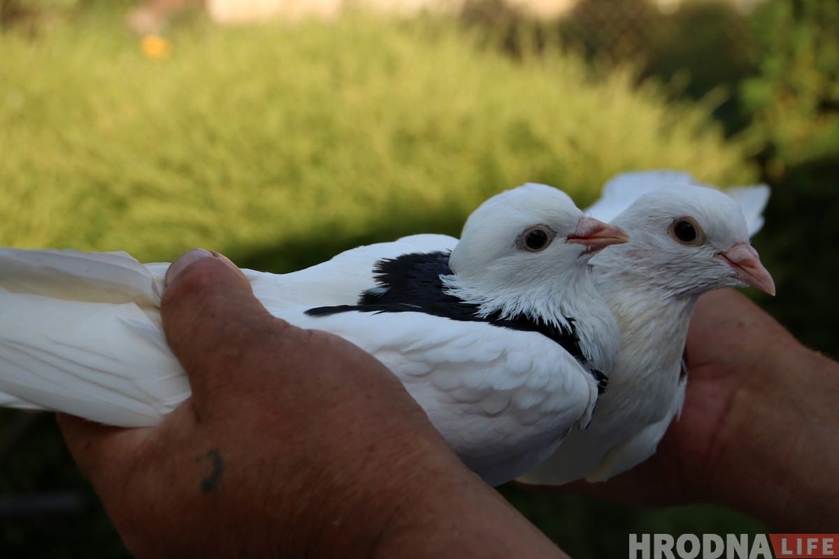 Гродненец 50 лет разводит голубей: «Раньше было модно, сейчас - занятие для души»
