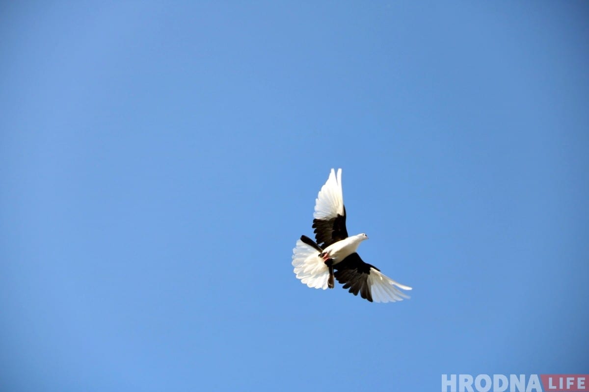 Гродненец 50 лет разводит голубей: «Раньше было модно, сейчас - занятие для души»