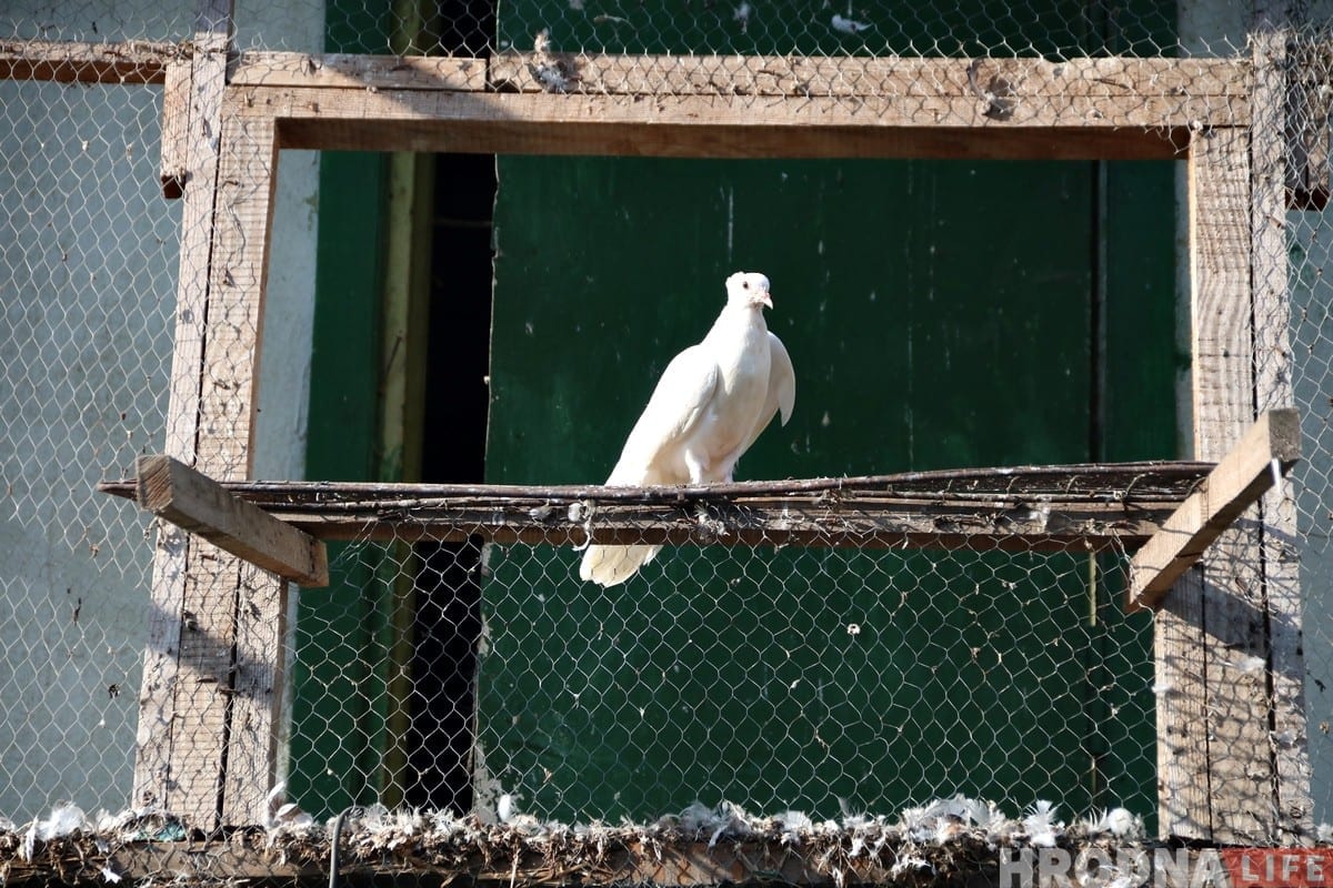 Гродненец 50 лет разводит голубей: «Раньше было модно, сейчас - занятие для души»
