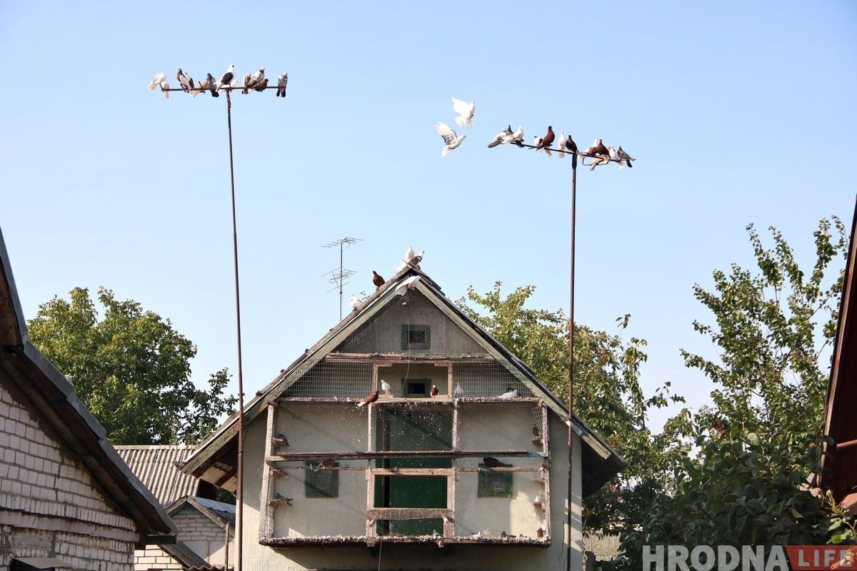 Гродненец 50 лет разводит голубей: «Раньше было модно, сейчас - занятие для души»
