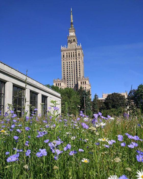 Хочешь, чтобы в Гродно появились цветущие газоны? Поддержи петицию!