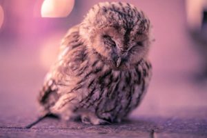 У цэнтры Гродна пасяліўся бусел. Гараджане паспрабавалі яму дапамагчы, але выйшла не адразу