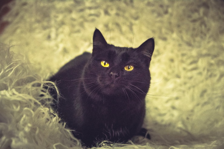 Жывёлы шукаюць дом: шчанюкі-мілашкі і чорныя коткі-музы паэтаў