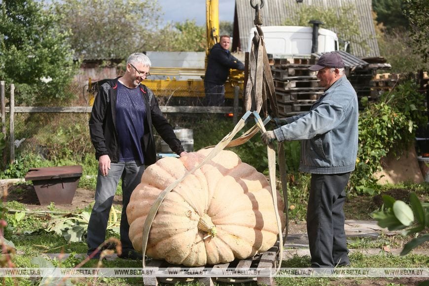 Тыкву весом 450 кг можно увидеть в Коробчицах под Гродно