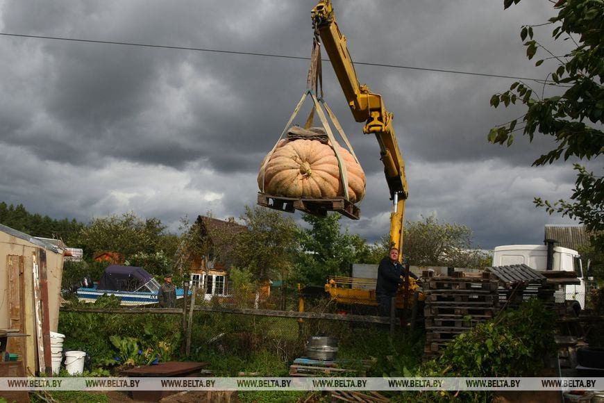 Тыкву весом 450 кг можно увидеть в Коробчицах под Гродно