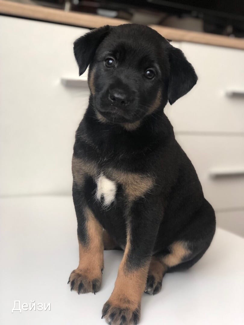 Животные ищут дом: котята и щенки в Гродно, в которых вы влюбитесь