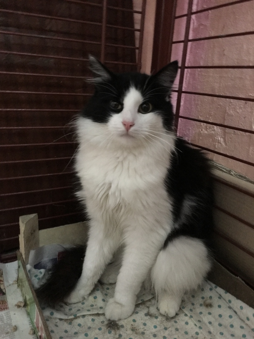 Животные ищут дом: щенки, собаки и кошки, которые ждут именно тебя