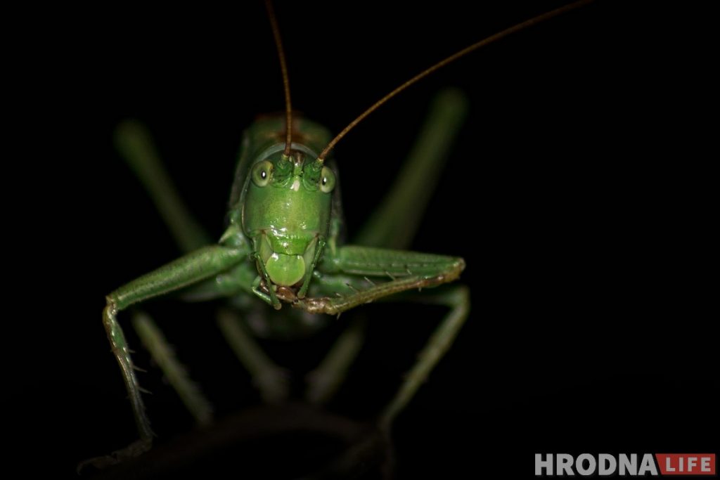 Сяргей Саковіч макрафота