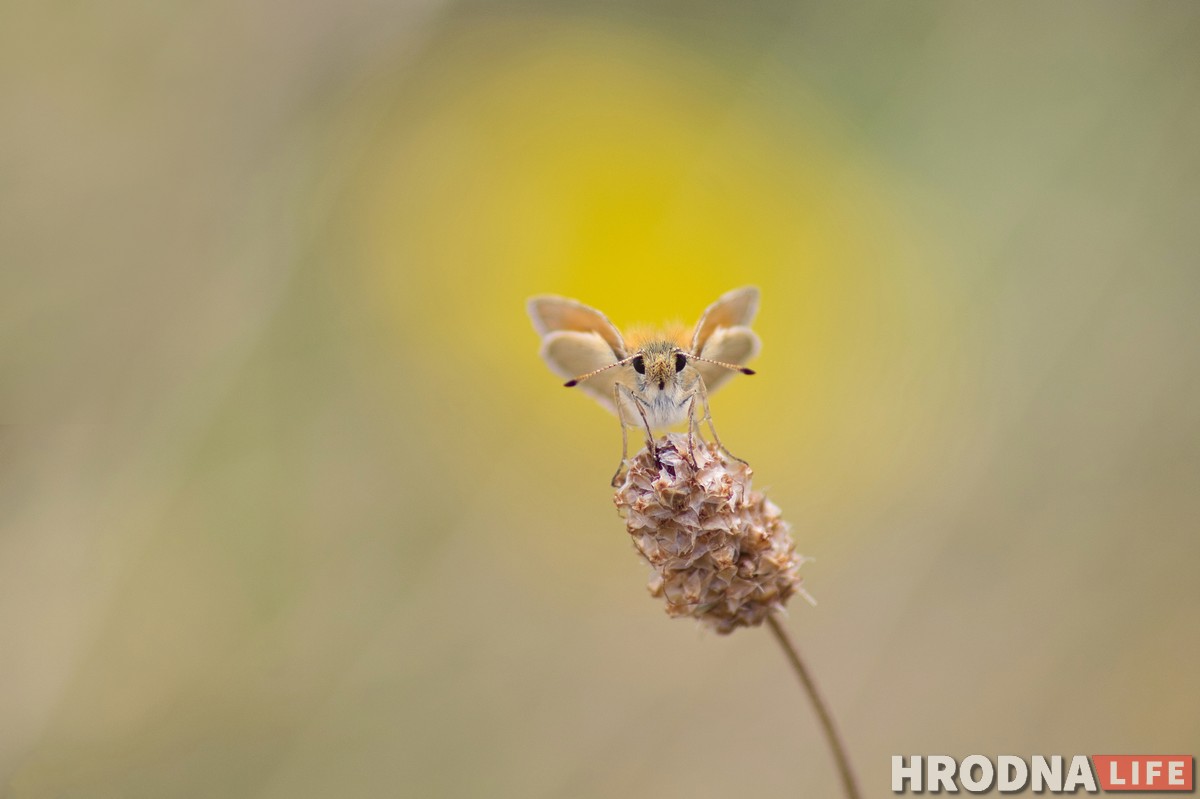 Маленький мир в макрофотографиях. Выставка Сергея Саковича покажет, как из мухи сделать слона