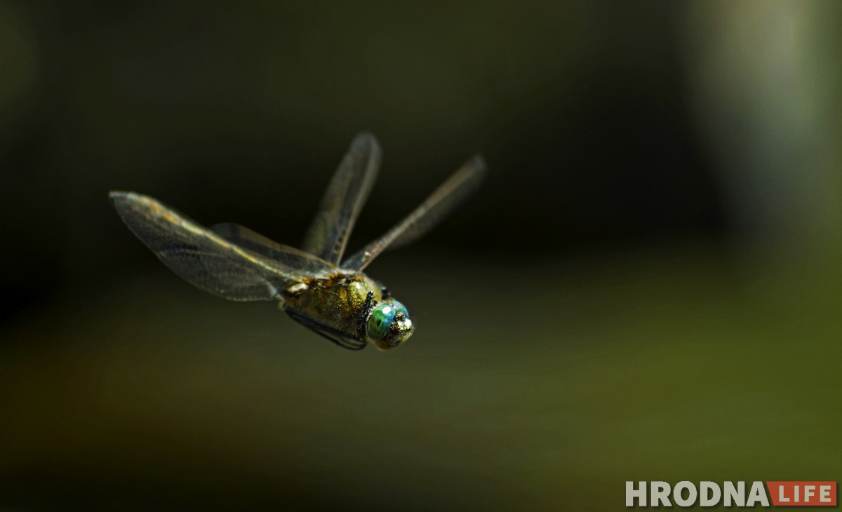 Сергей Сакович выставка