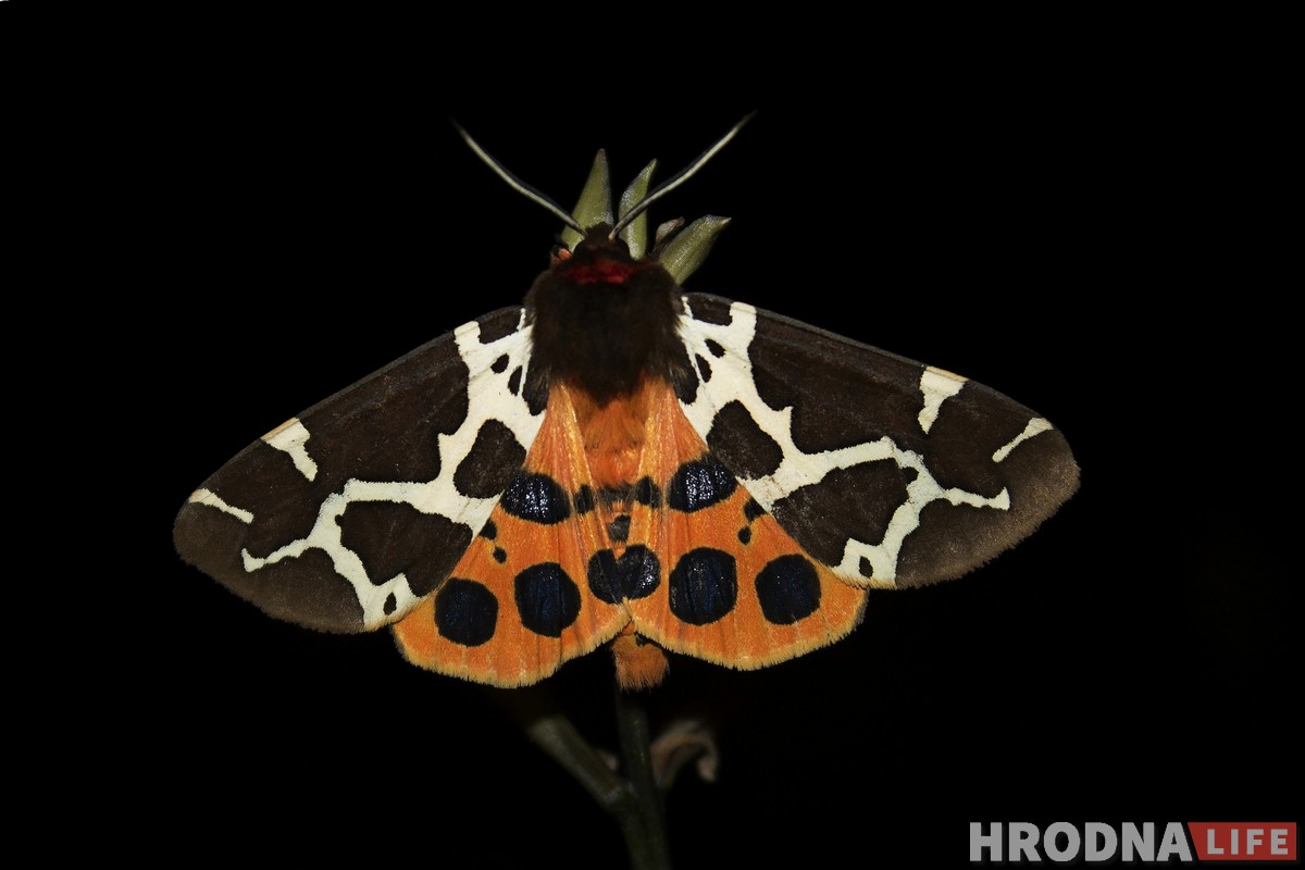 Сергей Сакович выставка