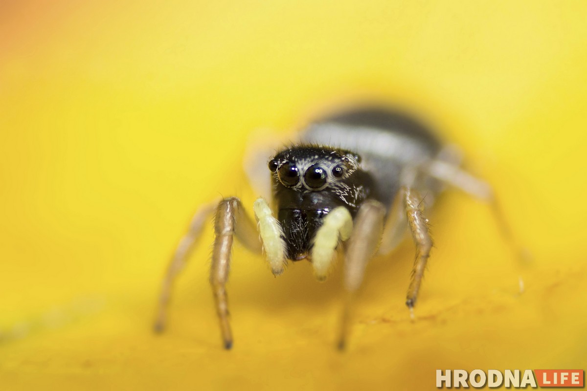 Сергей Сакович выставка