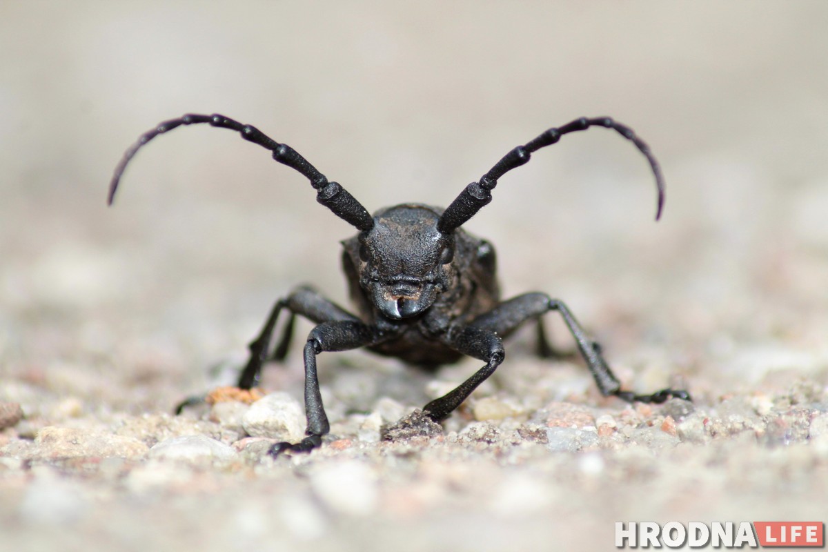 Маленький мир в макрофотографиях. Выставка Сергея Саковича покажет, как из мухи сделать слона