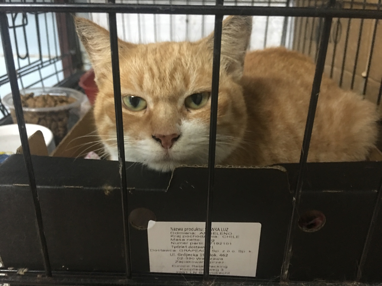 Животные ищут дом: щенки, собаки и кошки, которые ждут именно тебя