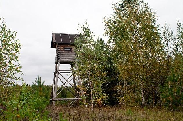 Схадзіла ў грыбы. Жанчына ўсю ноч праседзела на паляўнічай вышцы, а потым сустрэла ваўка вышка