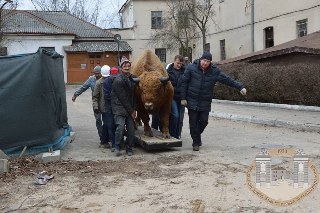 Легендарны зубр са Старога замка пераехаў на новае месца