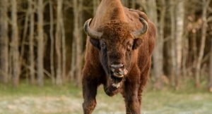 Зуброў плануюць рассяліць на Слонімшчыне і Мастоўшчыне