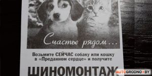 Траса стала лабірынтам для жывёл? На абноўленай М6 зноў збілі лася шиномонтаж