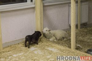 Пяцізоркавая гасцініца ці пакуты? У Гродне адчыніўся кантактны заапарк: разбіраем за і супраць