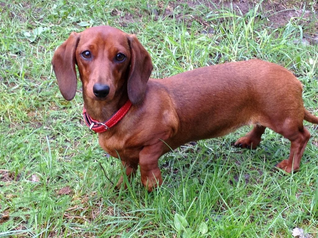 Хацеў сагрэць. У Гродне мужчына скраў таксу, але сабака ўратаваўся сам