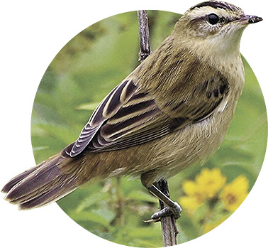 Як аднаўляюць адзін з самых буйных выпрацаваных тарфянікаў у Беларусі