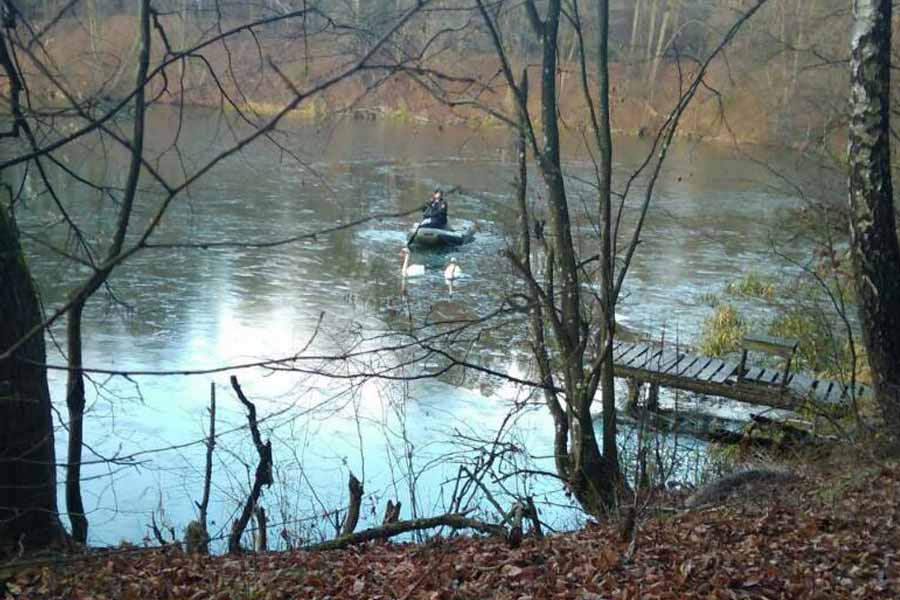 Пад Гродна ўчастковы пазычыў у дачніка лодку, каб выратаваць лебедзяў